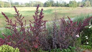 Image result for Atriplex hortensis