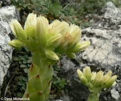 Attēlu rezultāti vaicājumam “Jovibarba globifera flower”