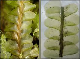 Attēlu rezultāti vaicājumam “Plagiochila asplenioides”