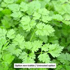 Image result for Anthriscus cerefolium