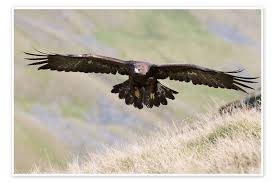 Attēlu rezultāti vaicājumam “Aquila chrysaetos”