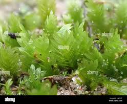 Attēlu rezultāti vaicājumam “Fissidens taxifolius”