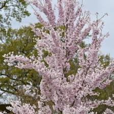Attēlu rezultāti vaicājumam “Prunus padus var. roseiflora flower”