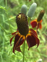 Image result for Ratibida columnifera