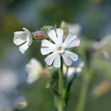 Attēlu rezultāti vaicājumam “Silene latifolia subsp. alba”