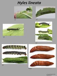Attēlu rezultāti vaicājumam “Hyles gallii larva”