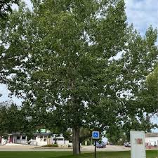 Attēlu rezultāti vaicājumam “Populus x jackii”