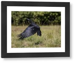 Attēlu rezultāti vaicājumam “Corvus corax adult”