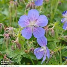 Attēlu rezultāti vaicājumam “Geranium palustre leaf”
