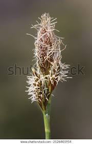 Attēlu rezultāti vaicājumam “Carex caryophyllea flower”