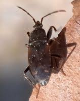 Attēlu rezultāti vaicājumam “Eremocoris plebejus”