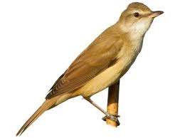 Image result for Acrocephalus agricola