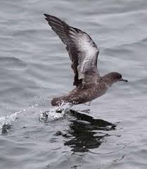 Image result for Puffinus gravis