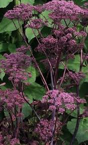 Attēlu rezultāti vaicājumam “Angelica sylvestris”