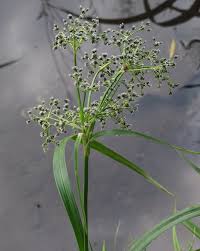 Attēlu rezultāti vaicājumam “Scirpus sylvaticus”