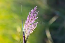 Attēlu rezultāti vaicājumam “Molinia caerulea flower”