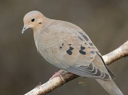 Image result for Zenaida macroura