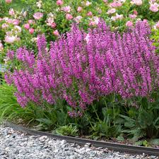 Image result for Salvia pratensis