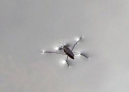 Attēlu rezultāti vaicājumam “Gerridae”