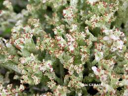 Attēlu rezultāti vaicājumam “Cladonia ramulosa”