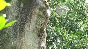 Attēlu rezultāti vaicājumam “Picus viridis nest”