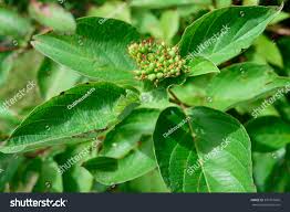 Attēlu rezultāti vaicājumam “Cornus sericea fruit”