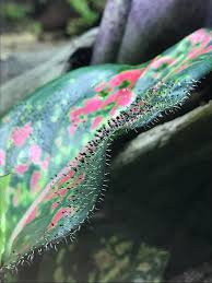 Attēlu rezultāti vaicājumam “Diachea leucopodia macro”