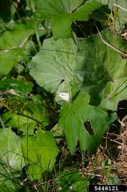 Attēlu rezultāti vaicājumam “Tussilago farfara leaf”