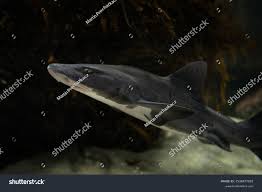 Image result for Triakis megalopterus
