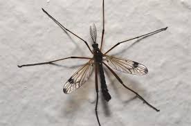 Attēlu rezultāti vaicājumam “Dictenidia bimaculata male”