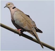 Attēlu rezultāti vaicājumam “Streptopelia decaocto adult”