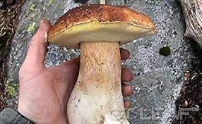 Attēlu rezultāti vaicājumam “Boletus edulis”