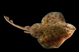 Image result for Leucoraja