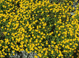 Image result for Sanvitalia procumbens