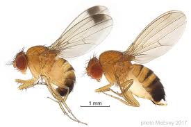 Attēlu rezultāti vaicājumam “Drosophila melanogaster”