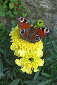 Attēlu rezultāti vaicājumam “Inachis io”