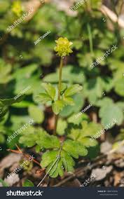Attēlu rezultāti vaicājumam “Adoxa moschatellina flower”