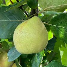 Attēlu rezultāti vaicājumam “Cydonia oblonga fruit”