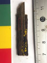 Attēlu rezultāti vaicājumam “Gulielmina vermicularis sessile”