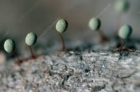 Attēlu rezultāti vaicājumam “Physarum penetrale stalked”