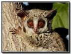 TrekNature | Bush Baby Photo