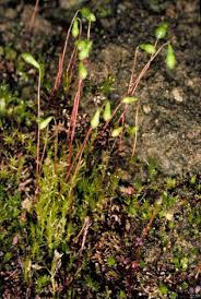 Attēlu rezultāti vaicājumam “Leptobryum pyriforme sporophyte”