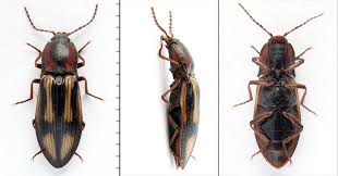 Attēlu rezultāti vaicājumam “Selatosomus cruciatus”