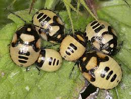 Attēlu rezultāti vaicājumam “Tritomegas bicolor imago”