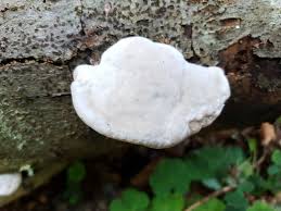 Attēlu rezultāti vaicājumam “Postia tephroleucus”