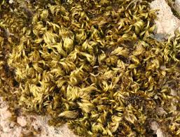 Attēlu rezultāti vaicājumam “Homalothecium sericeum”