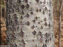 Attēlu rezultāti vaicājumam “Populus x gileadensis”