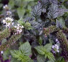 Attēlu rezultāti vaicājumam “Mentha spicata”