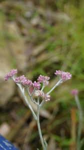 Attēlu rezultāti vaicājumam “Antennaria dioica female flower”