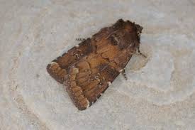 Attēlu rezultāti vaicājumam “Rusina ferruginea male”